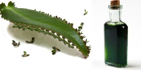 Kalanchoe extract - composition Exodermin