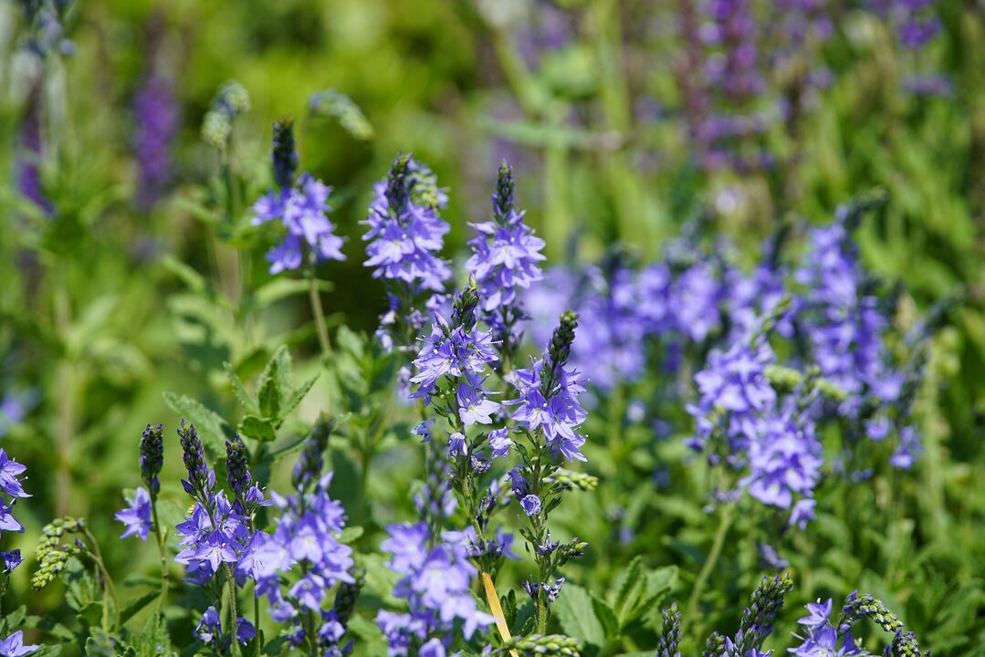 Veronica plant for fungus treatment