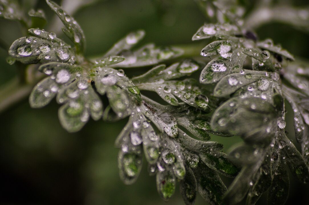 wormwood plant for fungus treatment