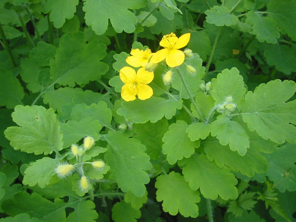 Growing celandine everywhere helps to quickly get rid of nail fungus